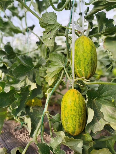 1630979442412044857.jpg p3_b (4).jpg