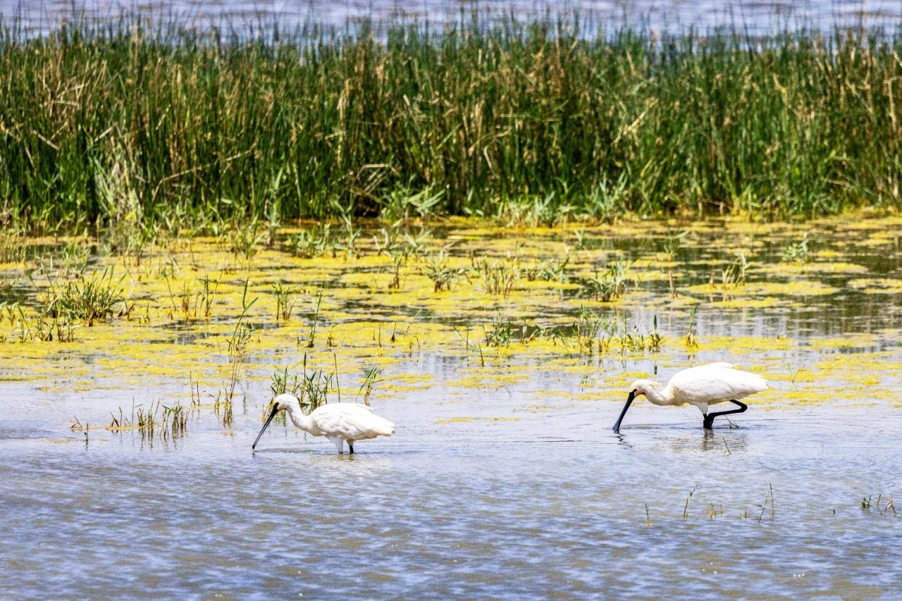 1720666073945011652.jpg 1720666073945011652.jpg