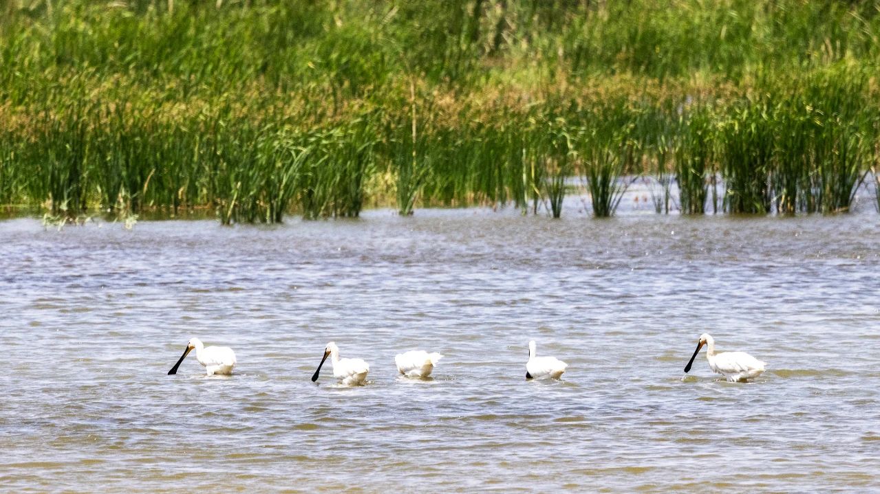 1720666073920026834.jpg 1720666073920026834.jpg