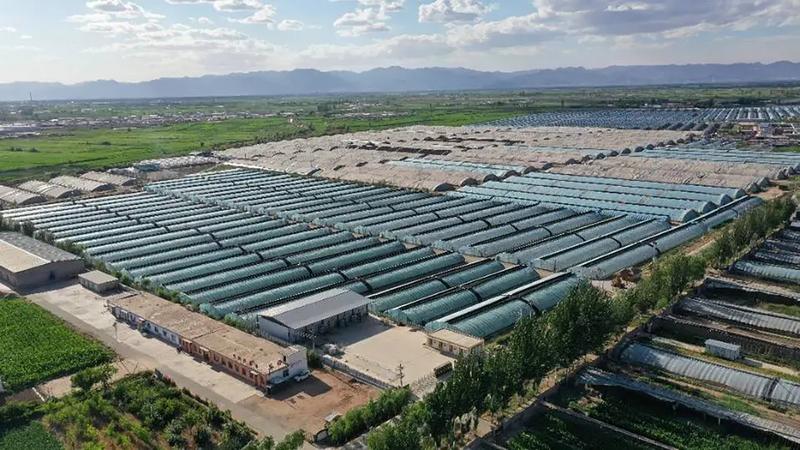 陕坝镇设施农业基地