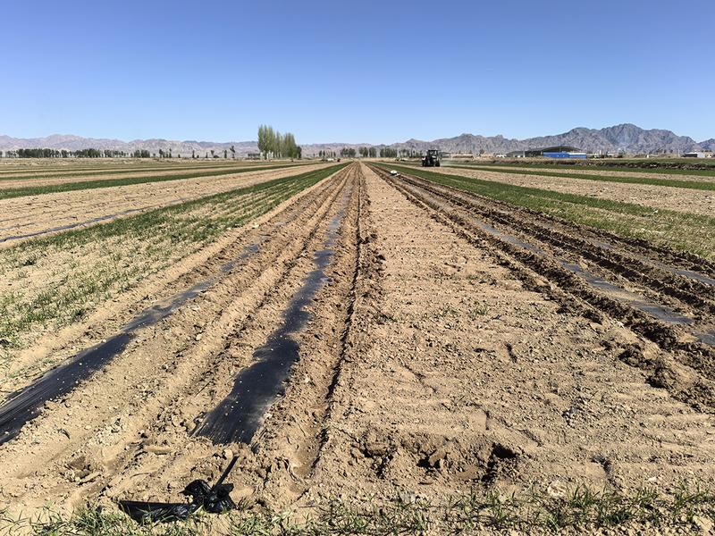 小麦套种玉米示范基地