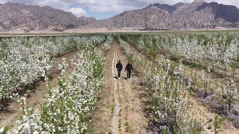 塔汉其嘎查林果产业园