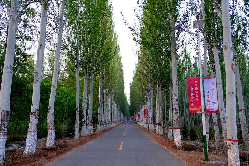 国营新华林场绿树成荫