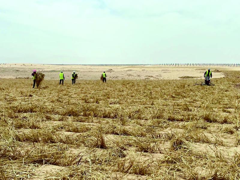 “编织”草方格