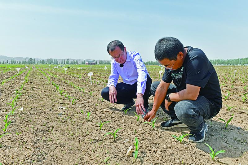 察看玉米苗长势