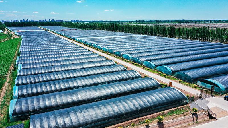 黄柿子种植基地