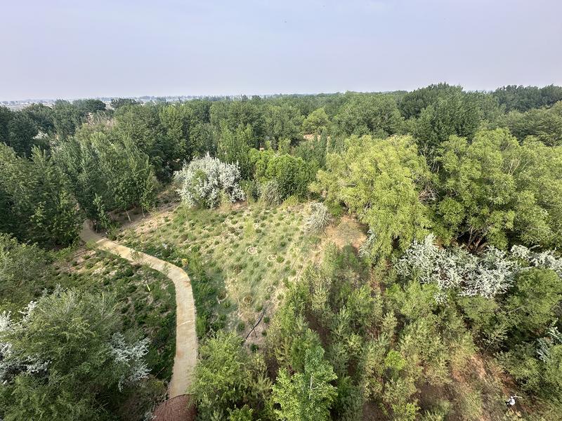 新华林场绿意更浓