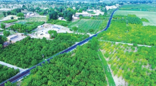 五原县塔尔湖镇造林成果。 张志中 摄