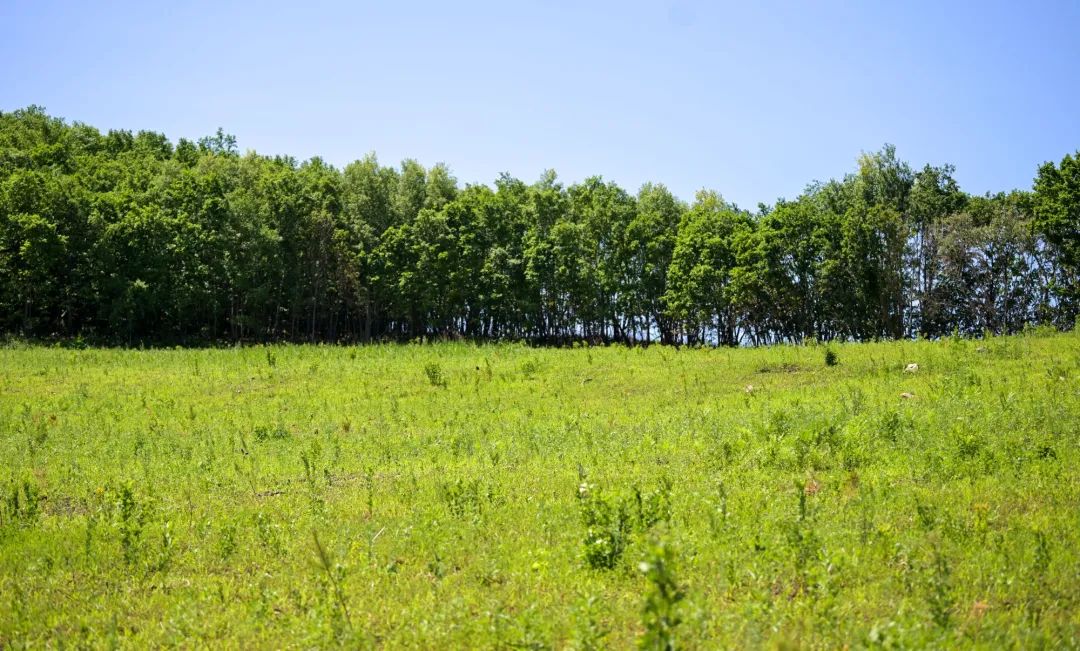在莫力达瓦达斡尔族自治旗,曾经毁林开荒的地方,已逐步恢复,一片生机盎然的景象。