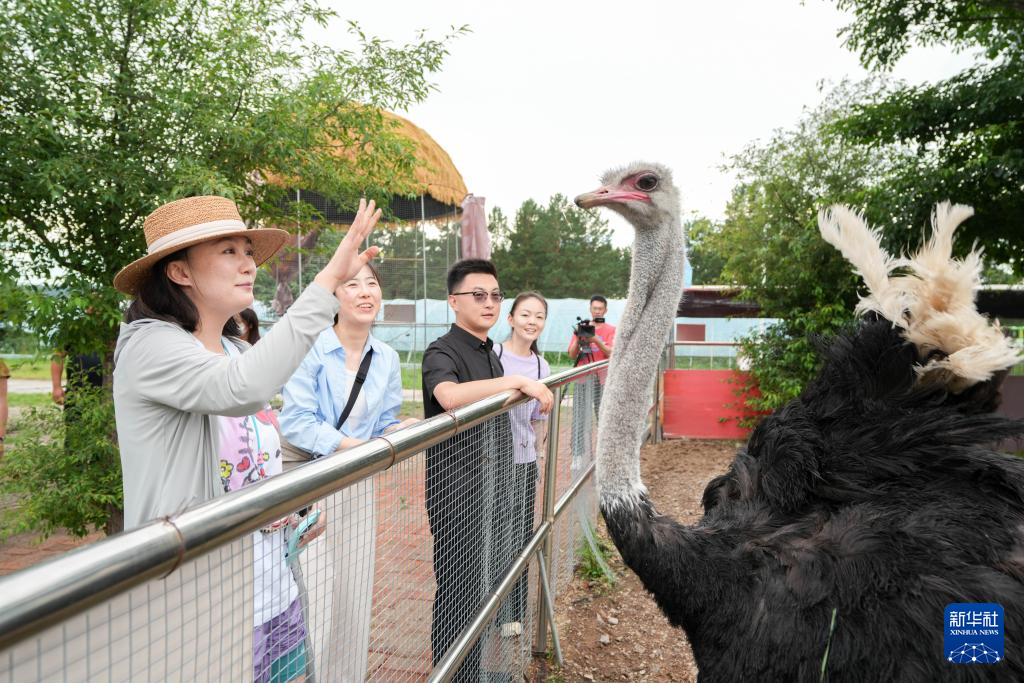 7月10日,游客在牙克石林场观赏鸵鸟。 近年来,内蒙古呼伦贝尔市牙克石市依托丰富的森林资源,将林业产业发展与旅游产业相结合,发展林下经济,丰富农产品种类,兴建旅游设施,吸引游客前来休闲观光。 新华社记者 马金瑞 摄