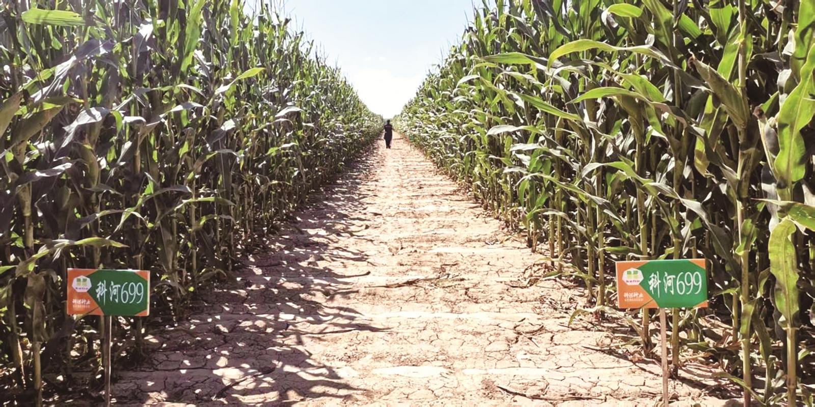 “科河699”玉米品种示范田