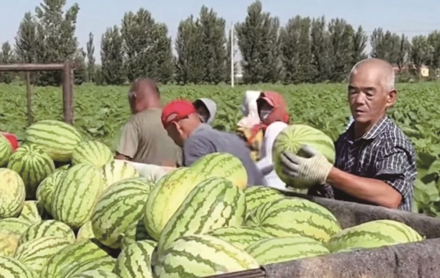 “邮爱助农”行动