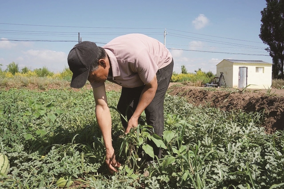 村民给西瓜地除草