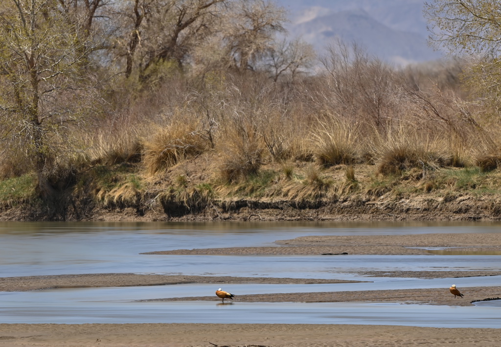 2025年4月22日在内蒙古阿拉善盟额济纳旗弱水河拍摄的赤麻鸭。新华社记者 马金瑞 摄