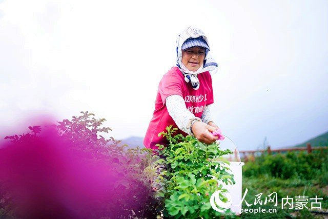 村民正在采摘玫瑰。张浩摄