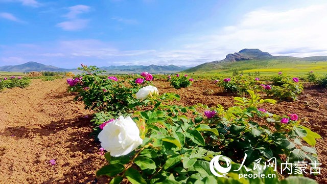 福山脚下，玫瑰园里花开。张浩摄