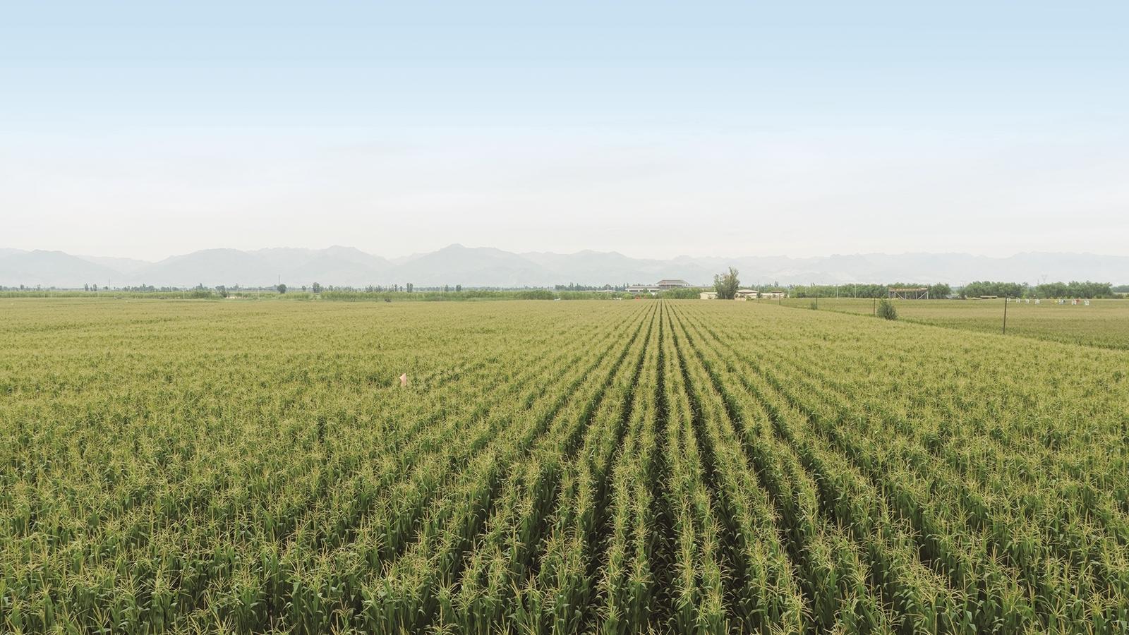 高效节水粮食产业园区