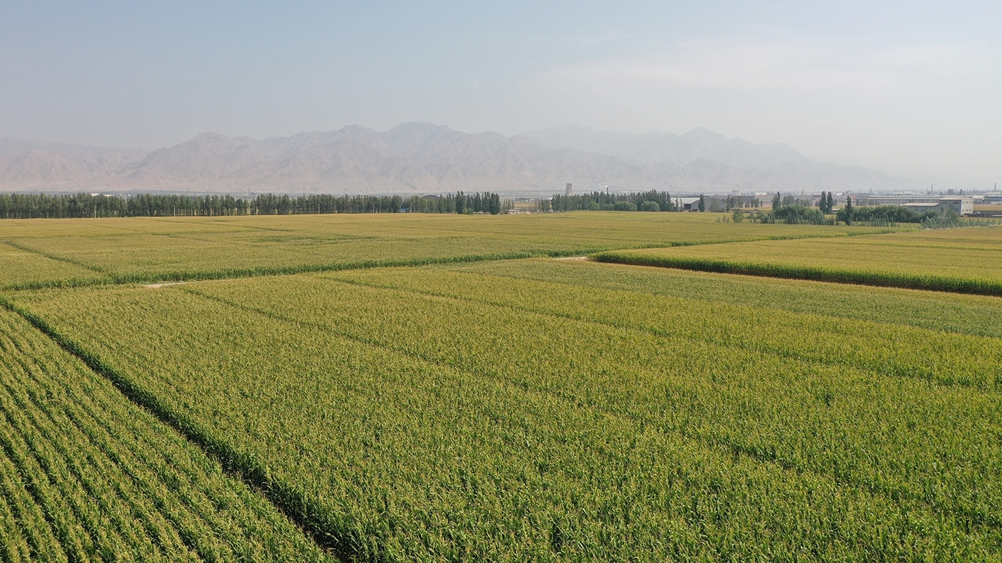 鲜食玉米规模化种植区域