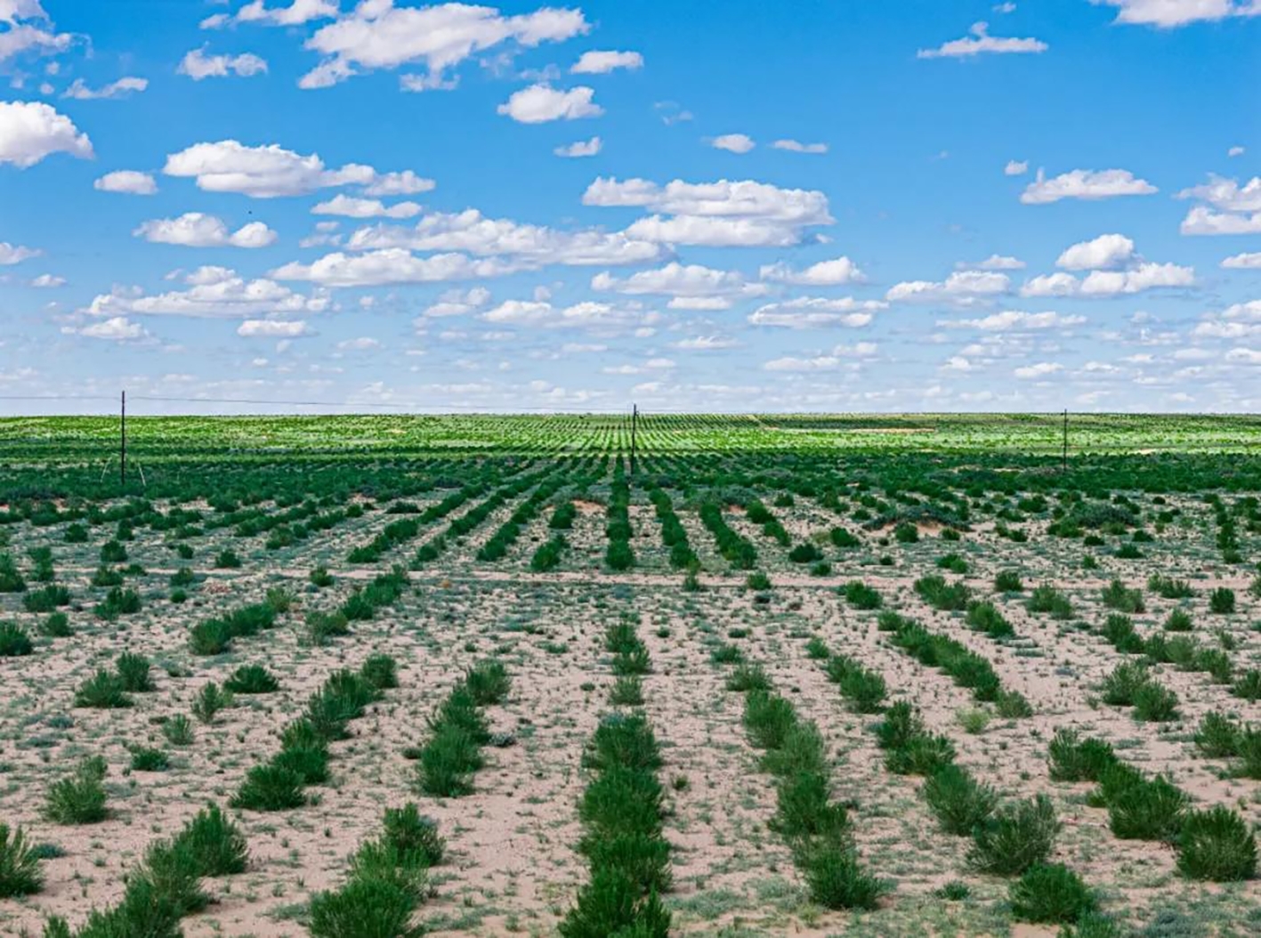 巴音查干嘎查万亩梭梭接种苁蓉生态建设项目基地
