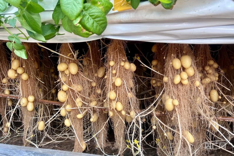 经过栽培后的马铃薯种薯(央广网发 牙克石市融媒体中心供图)