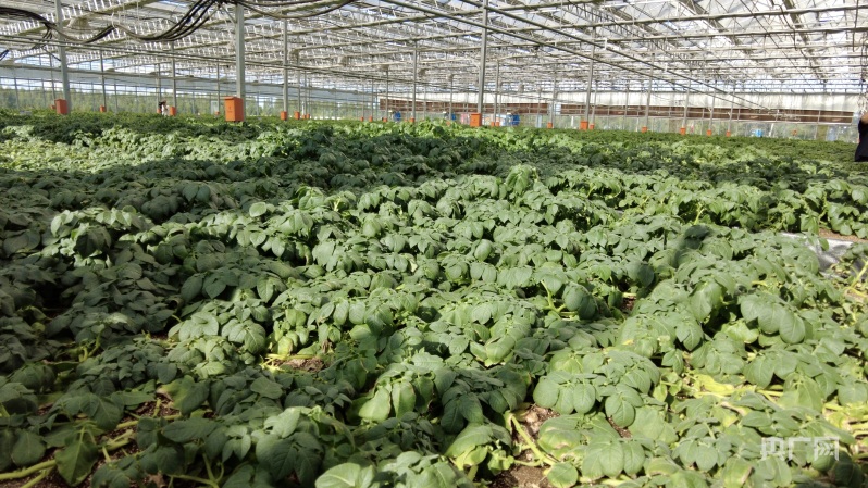 园区温室大棚内栽种的马铃薯即将迎来收获(央广网记者 李春雪 摄)