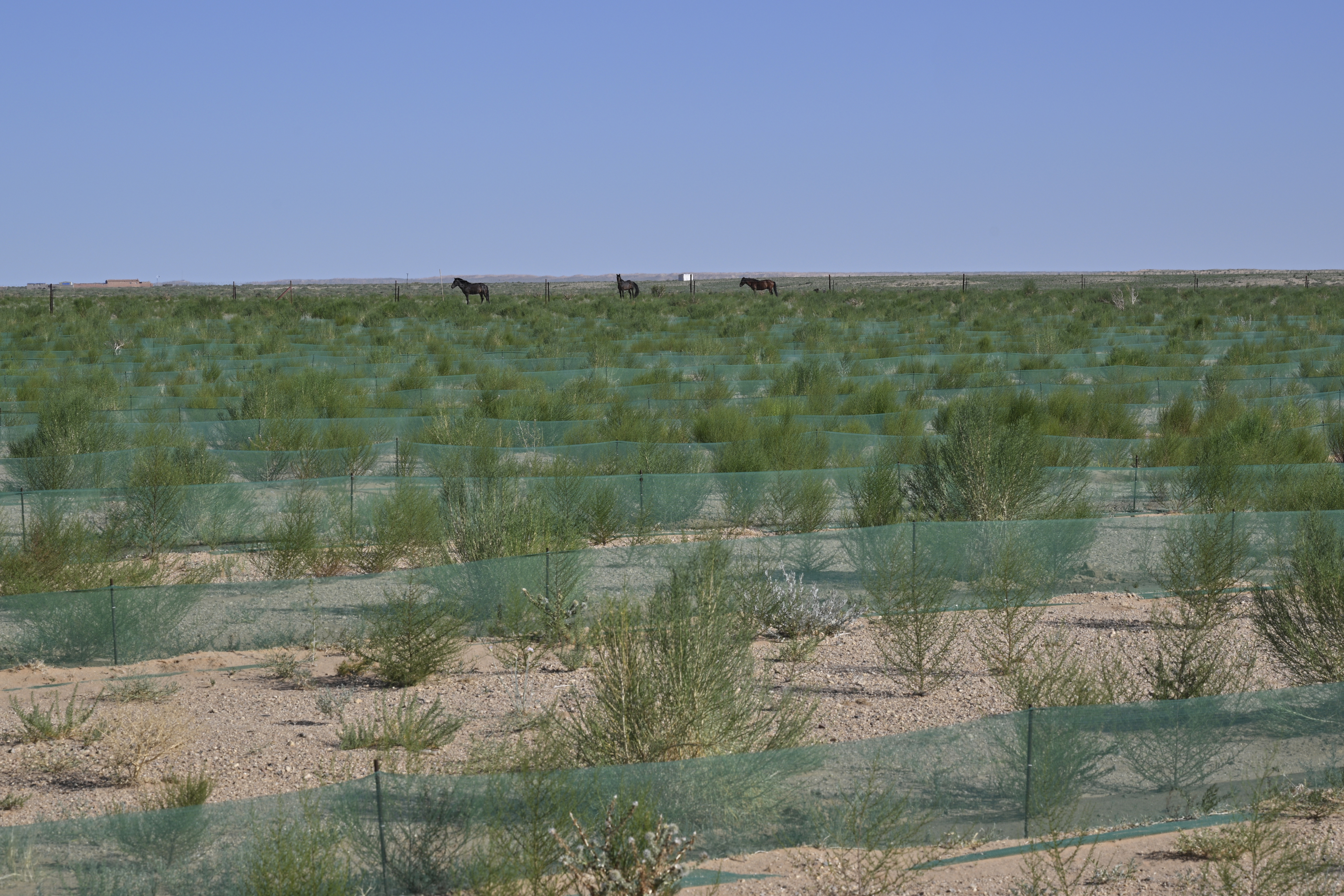 乌拉特后旗巴音前达门苏木巴音查干嘎查梭梭种植基地