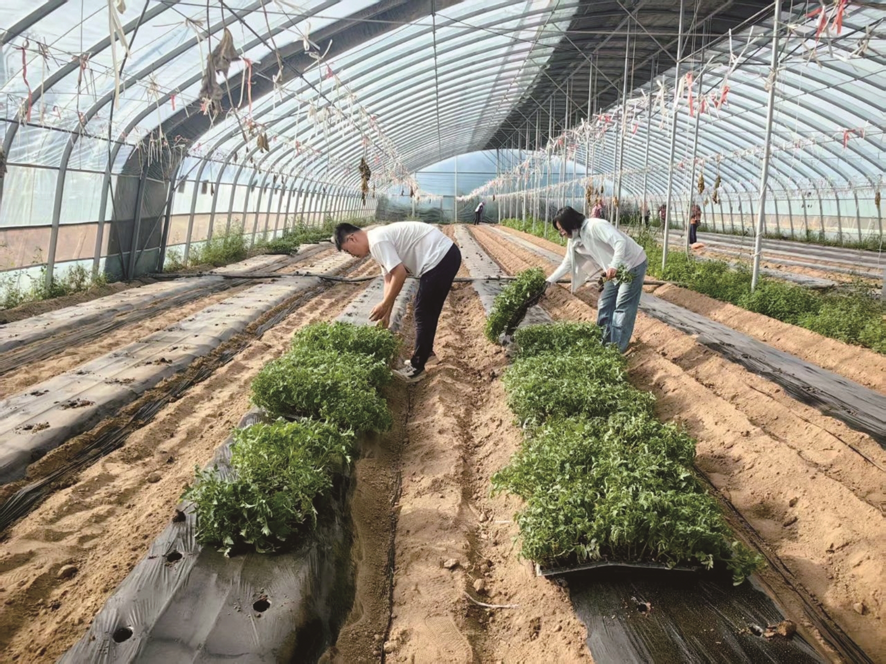 栽植黄柿子幼苗