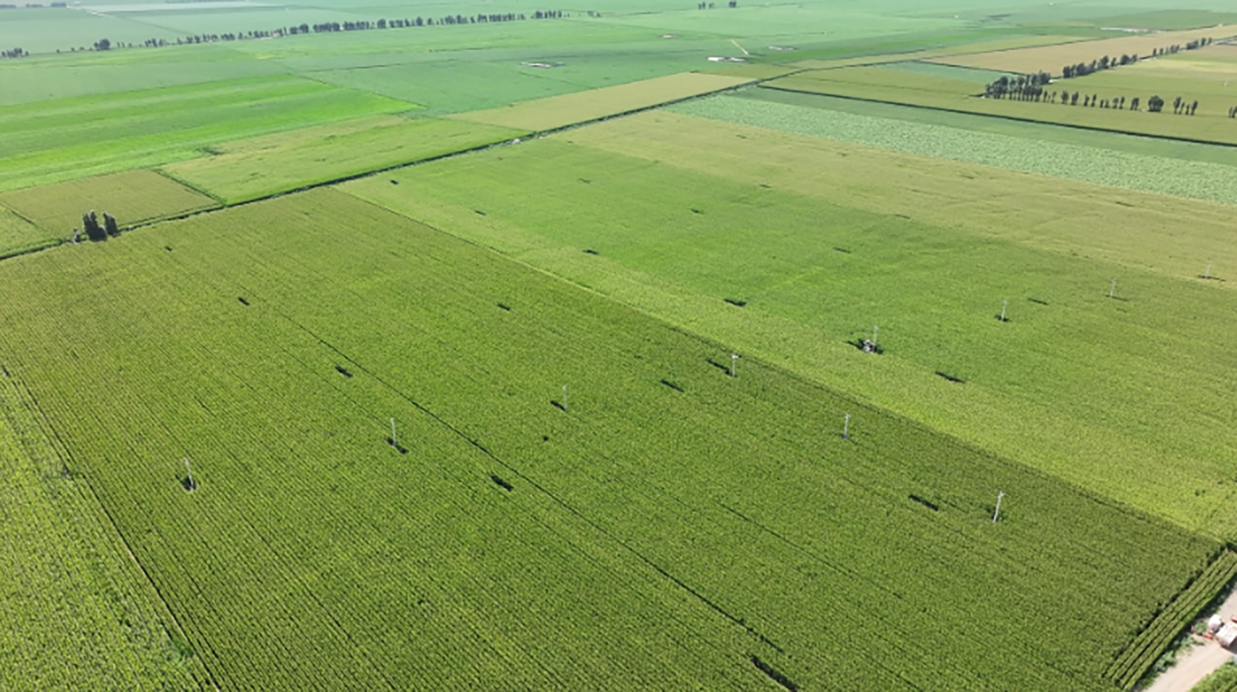 玉米单产提升示范园