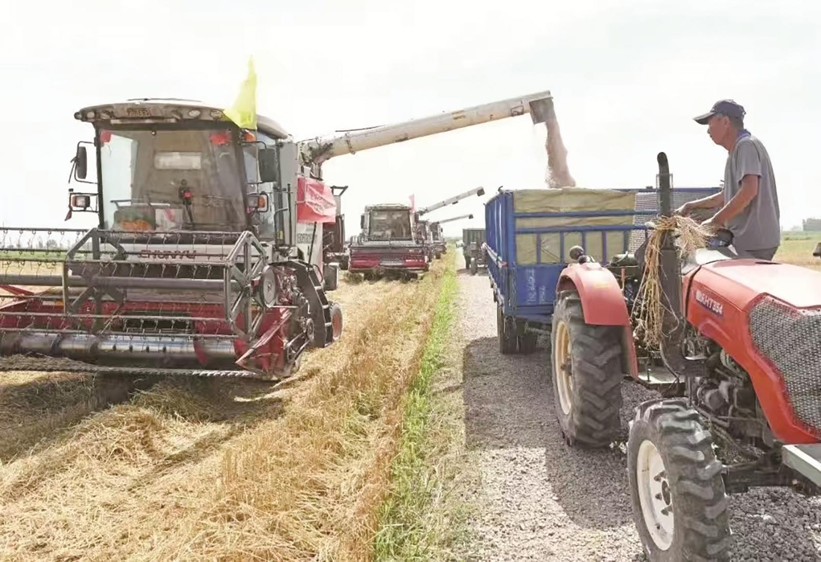 小麦丰收(资料图)