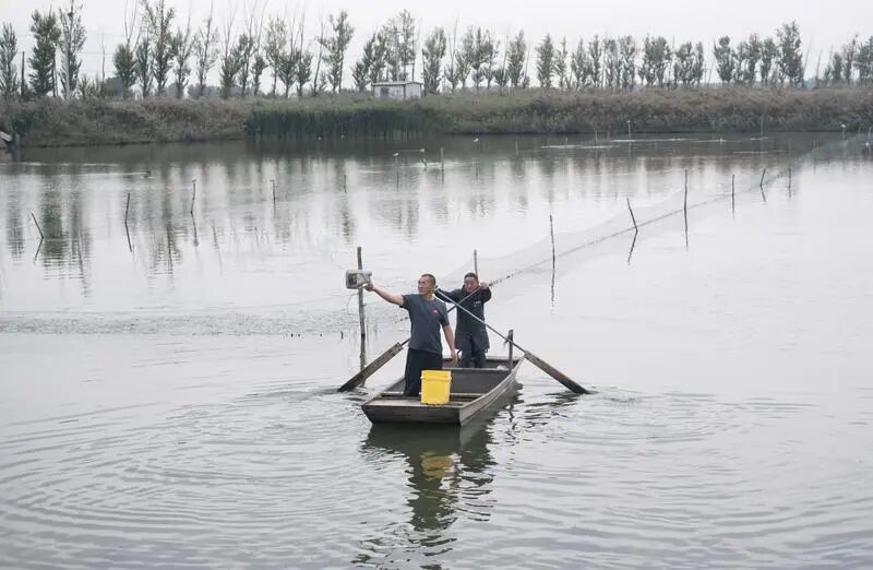 工作人员收网起蟹