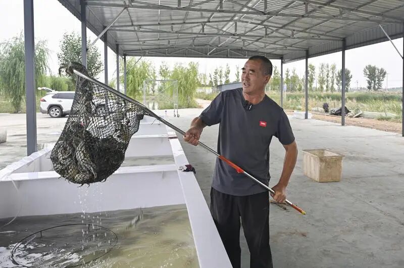 工作人员收网起蟹