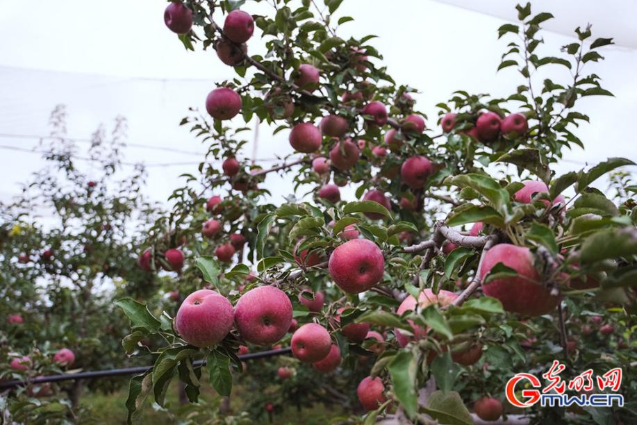 酵素技术种植的苹果着色均匀 摄影/光明网记者张佳兴