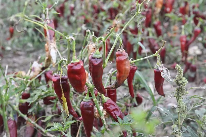 辣椒挂满枝头