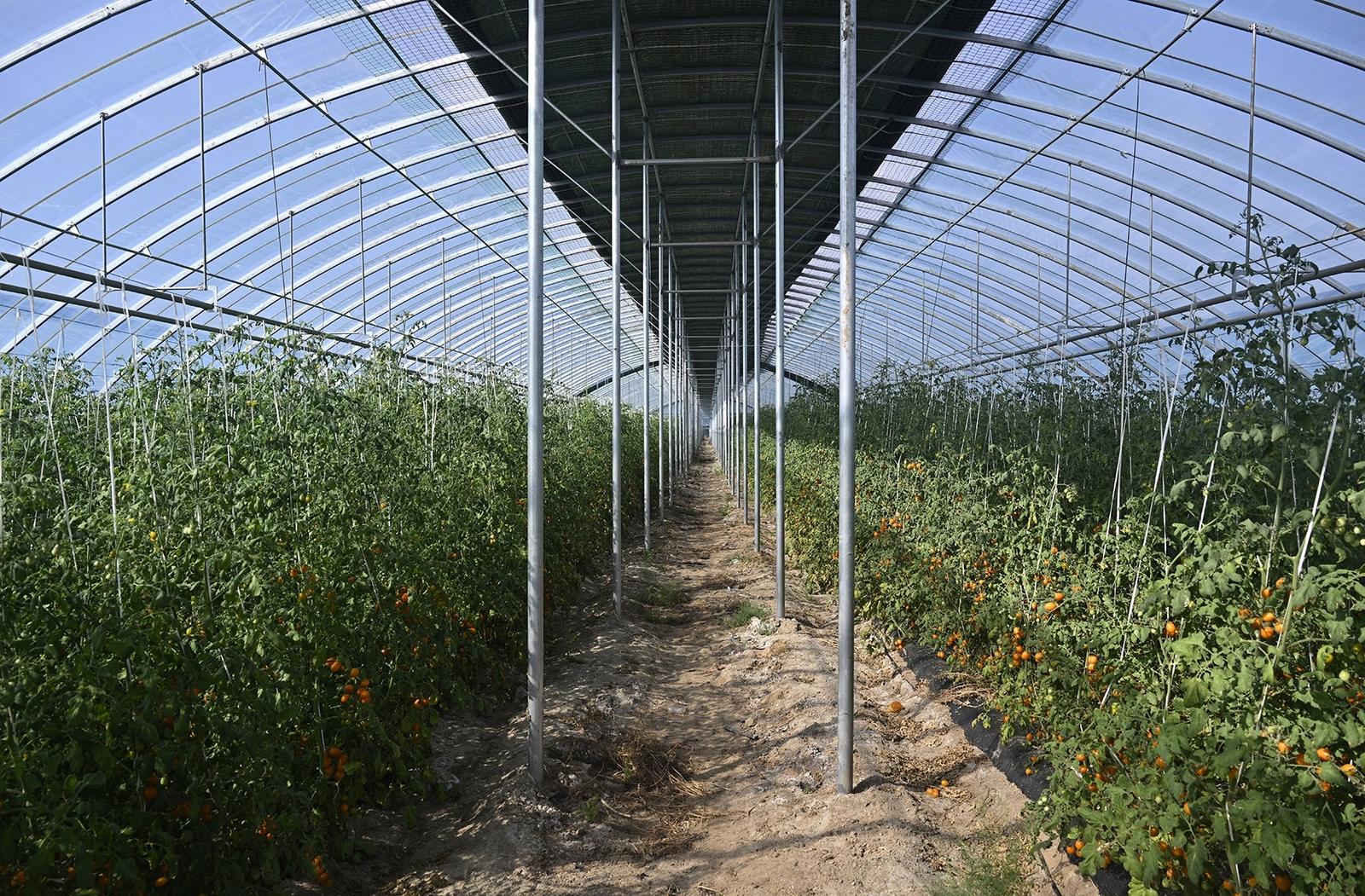 瓦窑滩“佘太红”设施农业基地大棚