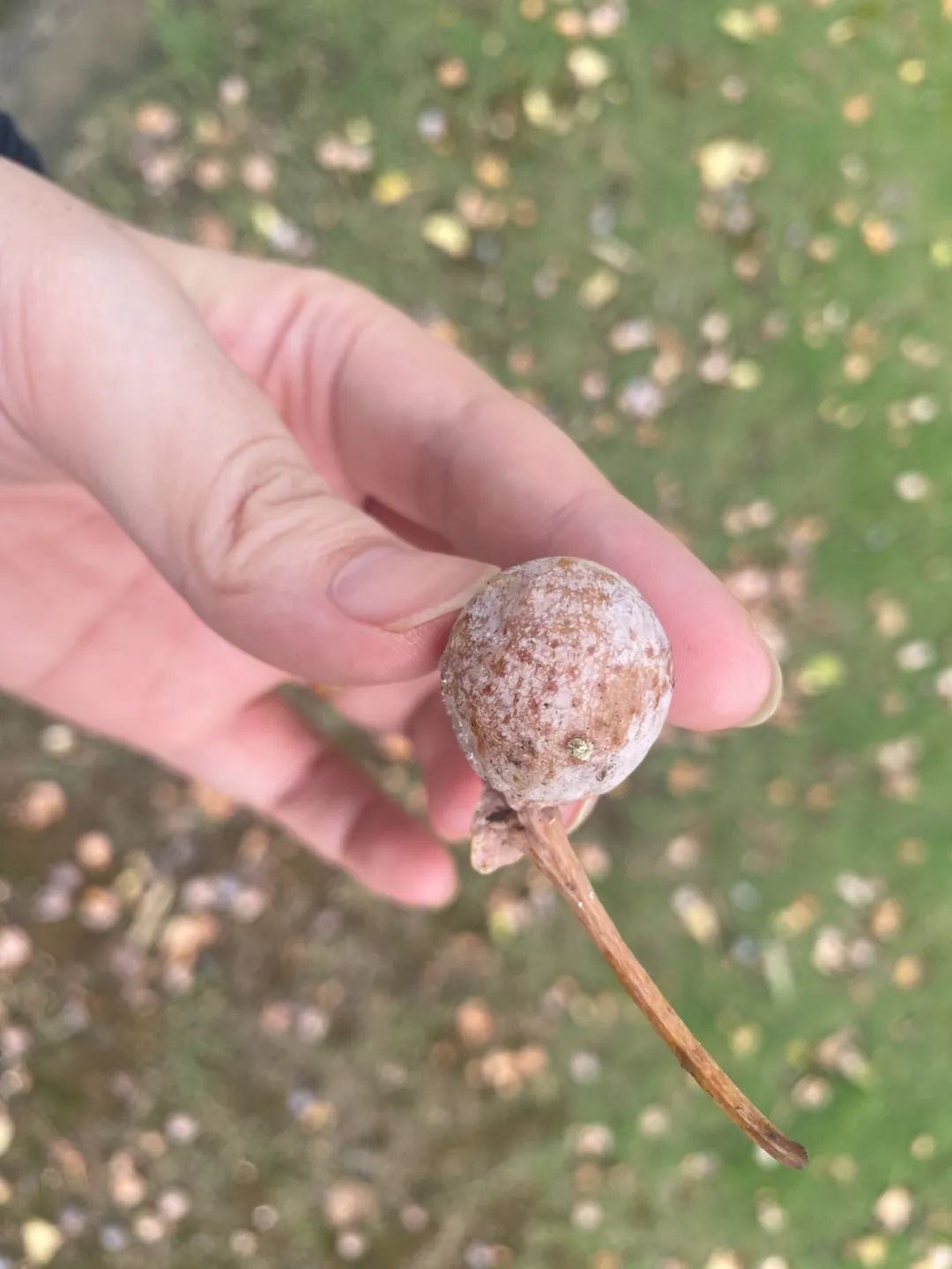 图源:科普中国 图片