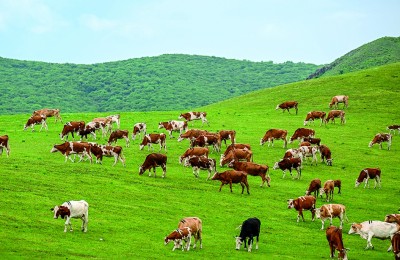 在内蒙古自治区赤峰市阿鲁科尔沁草原,牧群正在觅食。新华社发
