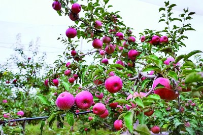 金秋时节,内蒙古自治区赤峰市宁城县酵素苹果采摘基地内硕果累累。张佳兴摄/光明图片
