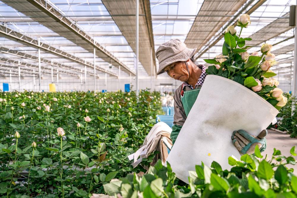 △2025年7月11日,花卉工人在云南丽江现代花卉产业园的温室大棚内采摘鲜花。