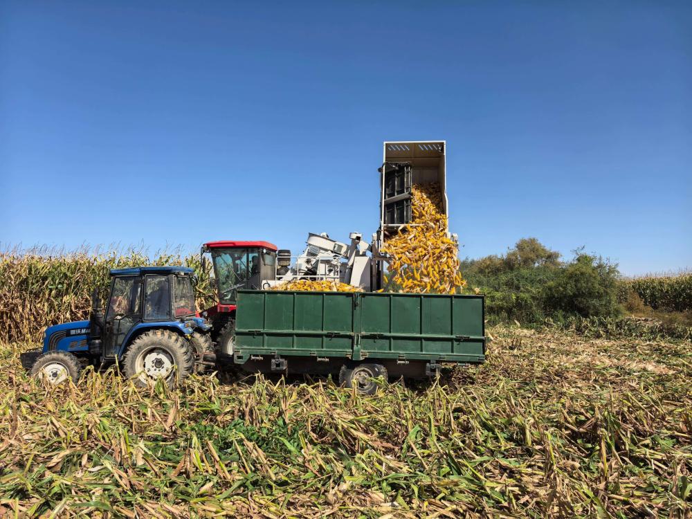 内蒙古巴彦淖尔市种植户收获玉米。新华社记者李云平 摄