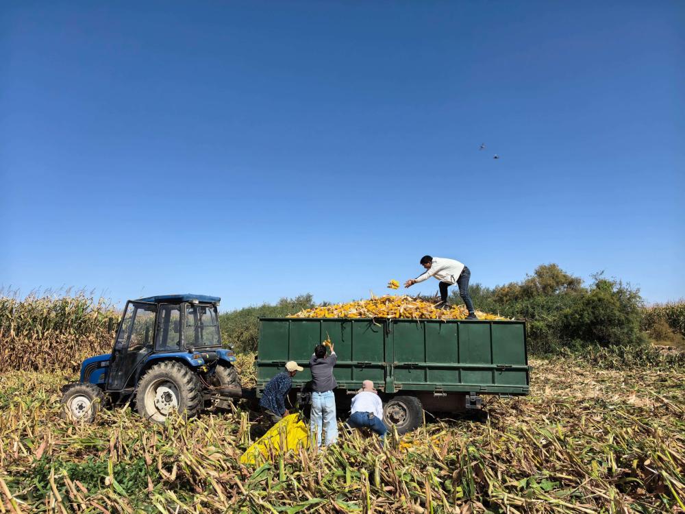 内蒙古巴彦淖尔市种植户收获玉米。新华社记者李云平 摄