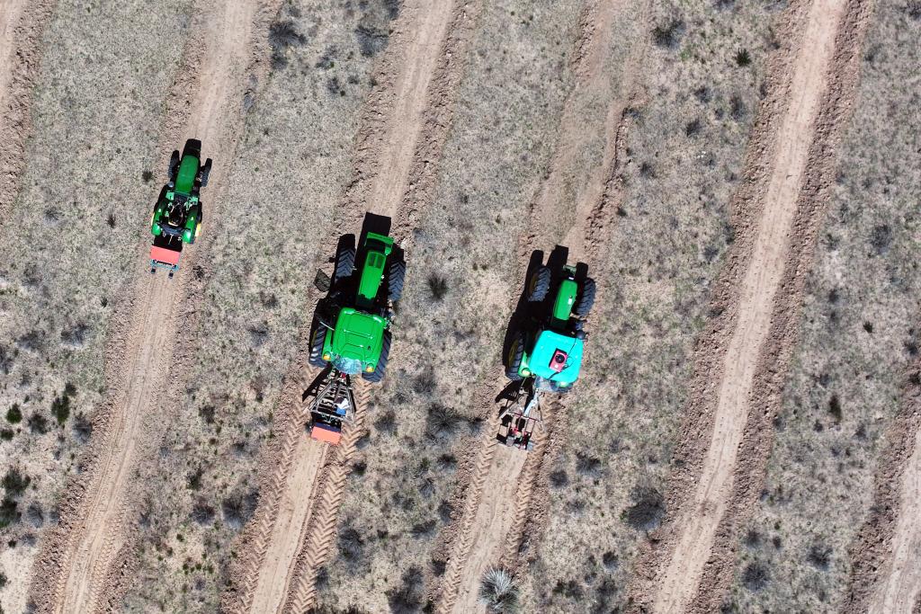 内蒙古库布其沙漠防沙治沙项目区种植柠条。新华社记者李云平 摄