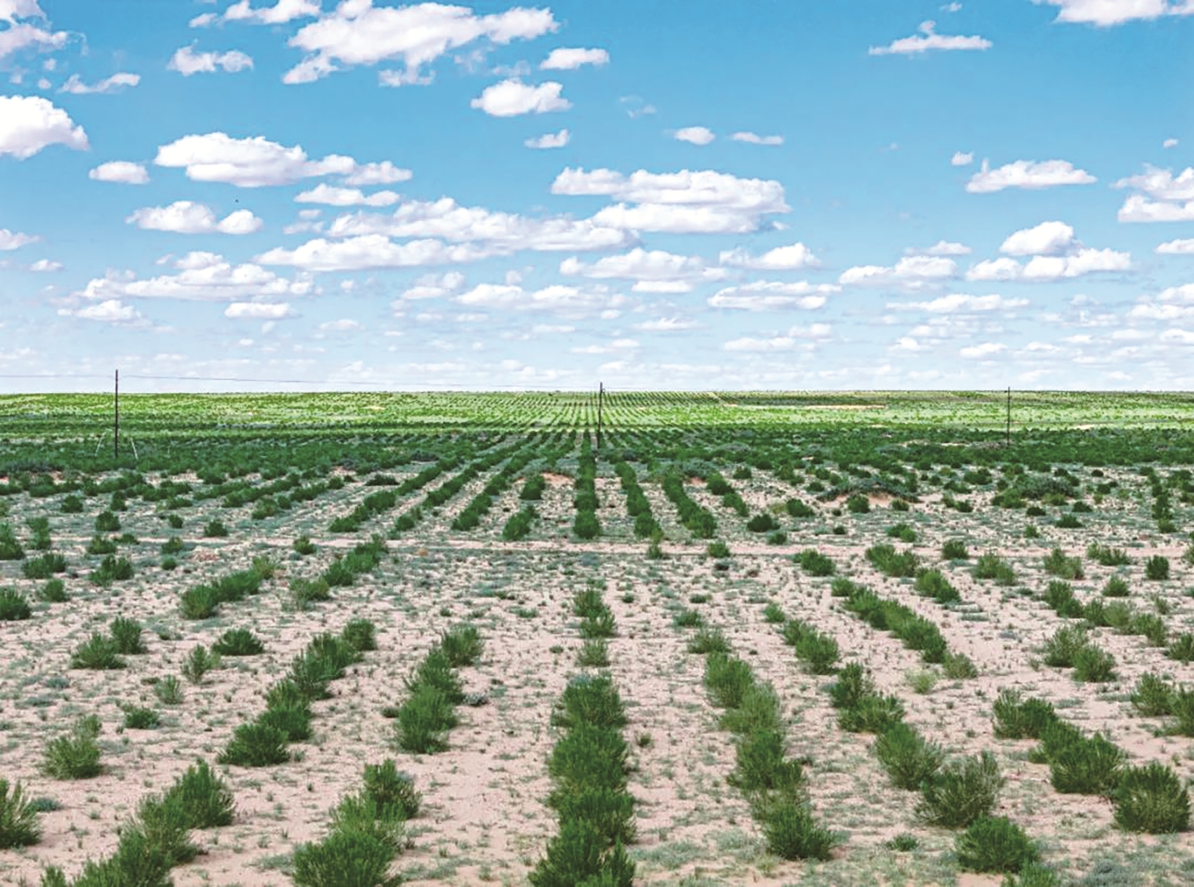 万亩梭梭接种肉苁蓉生态建设基地