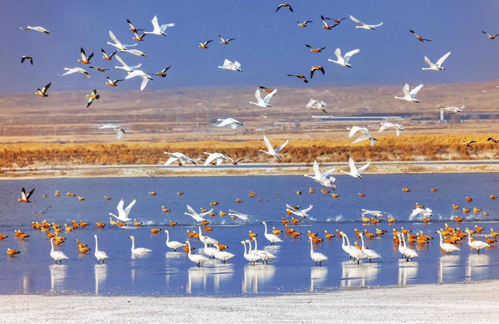 乌梁素海群鸟翩跹