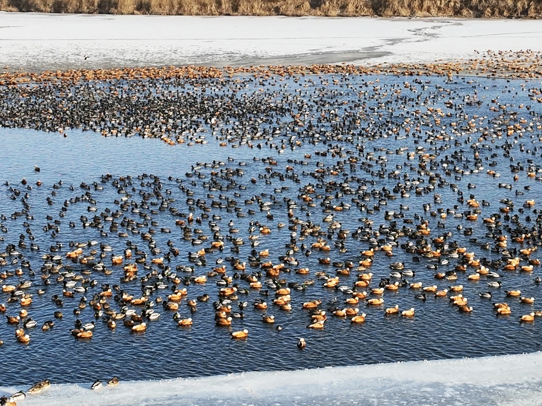 在我市越冬的水鸟