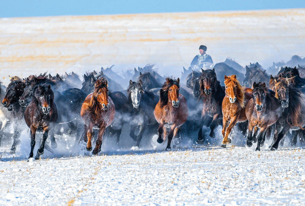东乌珠穆沁旗雪原上的蒙古马群。新华每日电讯记者彭源摄