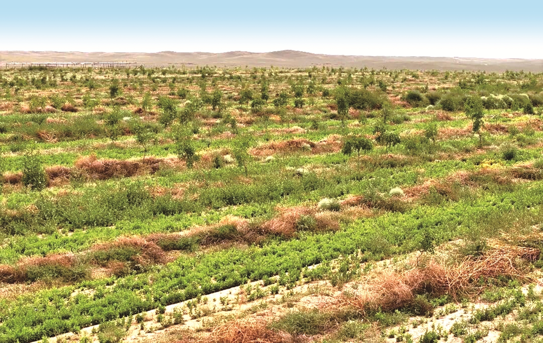 “三北”防护林种植基地(资料图)