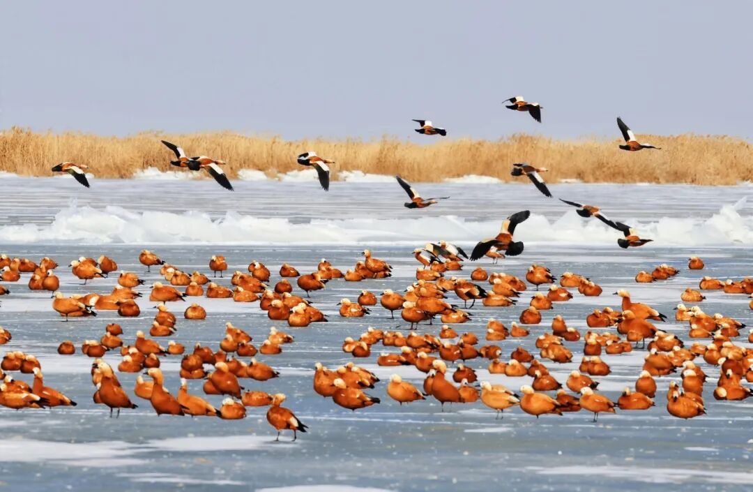 (摄影|康彧) 图片