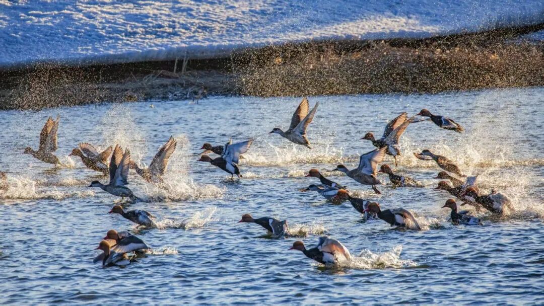 (摄影|张和平) 图片