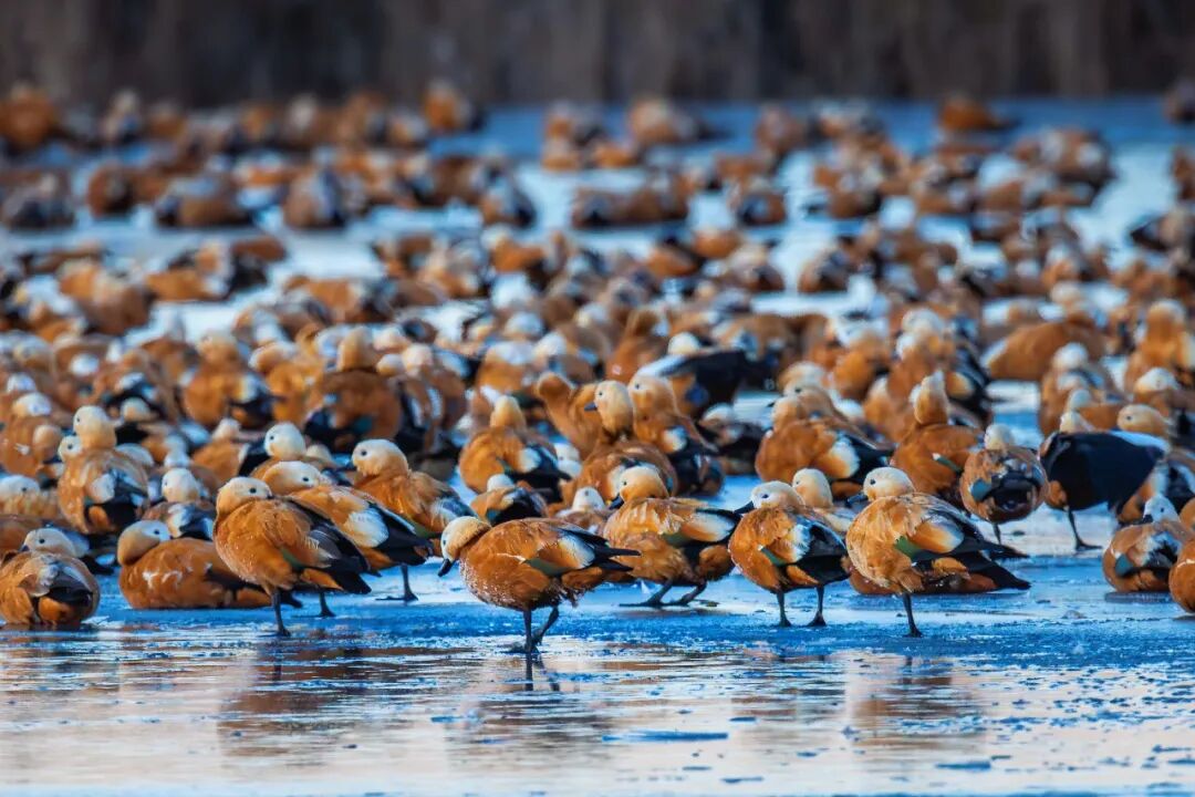 (摄影|苑培业) 图片