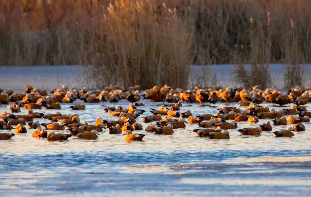 (摄影|曹新林) 图片